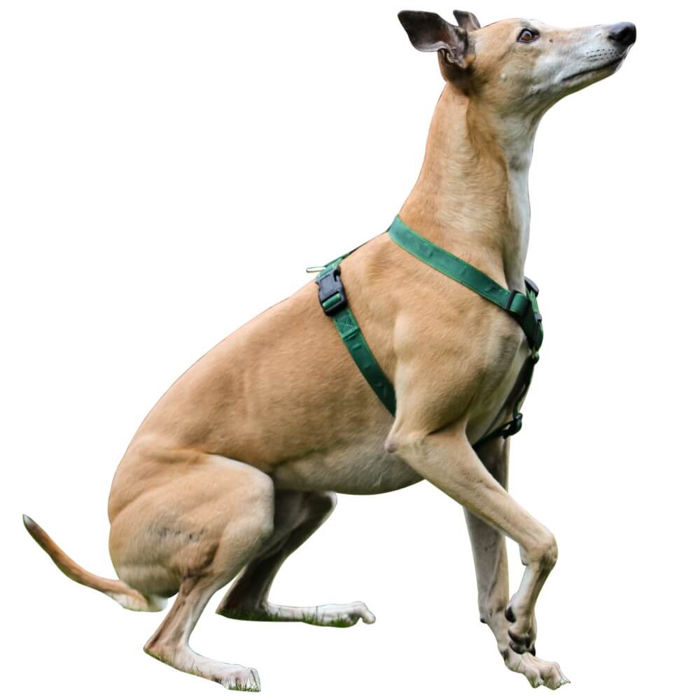 extra strong dog harness